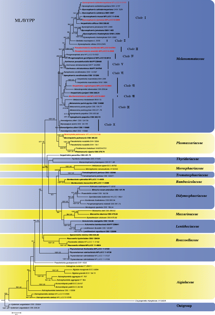 Phylogenetic Relationships And Morphological Reappraisal Of - 