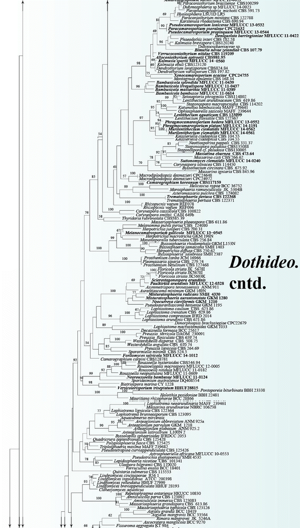 Taxonomy and phylogeny of dematiaceous coelomycetes