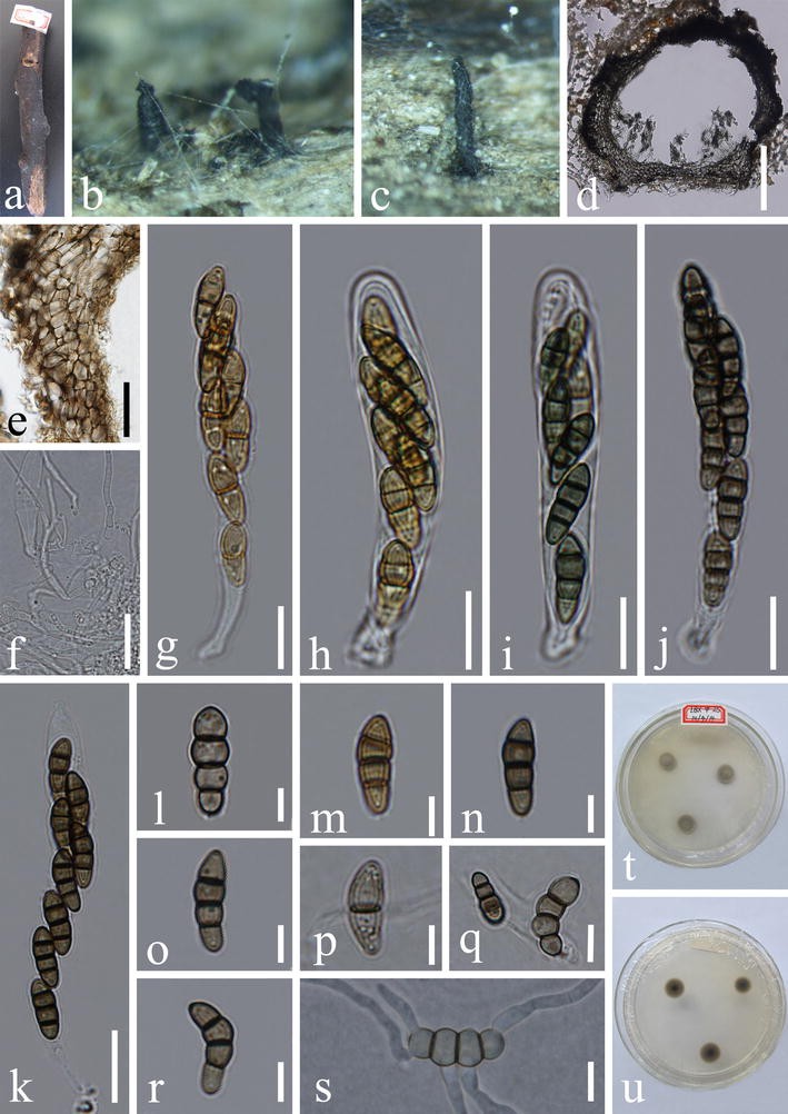 Fungal Diversity Notes 491 602 Taxonomic And Phylogenetic
