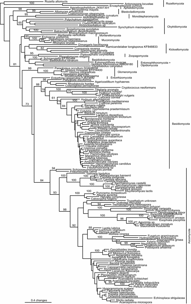 Different Types Of Fungi Chart