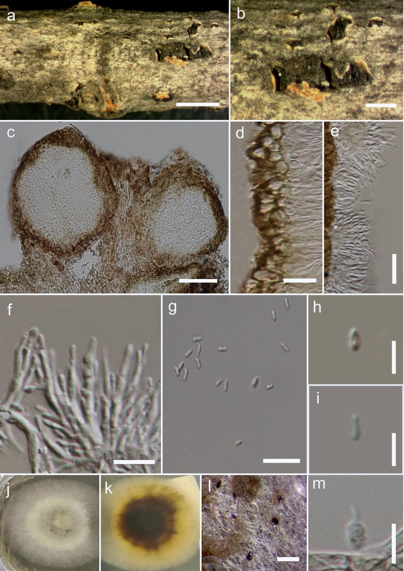 Fungal Diversity Notes 10361150 Taxonomic And Phylogenetic