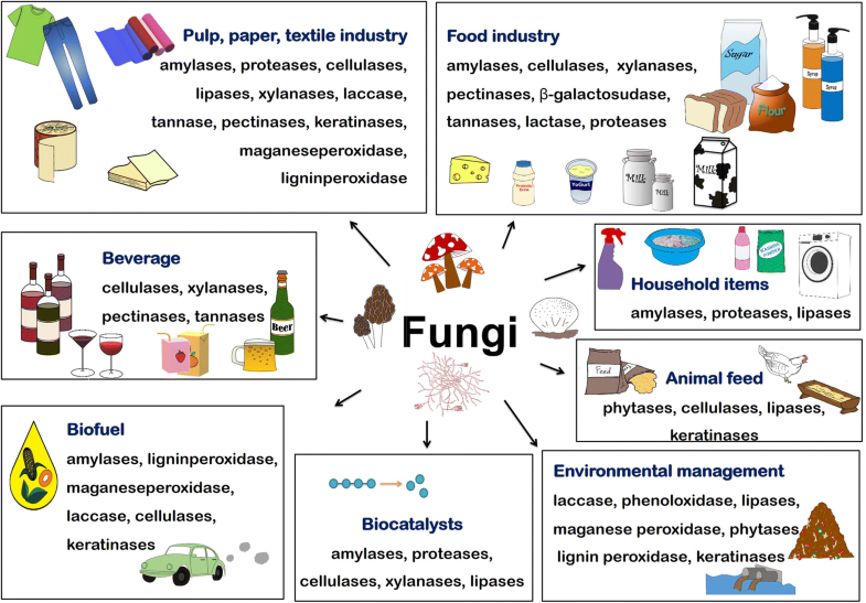 Fungi Identification Chart