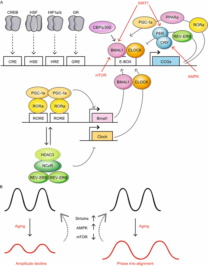 Physiological Links Of Circadian Clock And Biological Clock - 