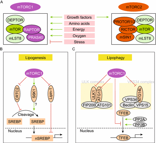 Mtorc1 Signaling In Hepatic Lipid Metabolism Springerlink