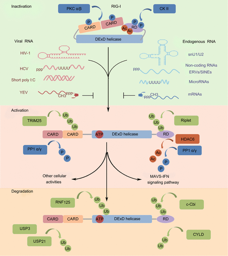 RIG-I: a multifunctional protein beyond a pattern recognition receptor ...