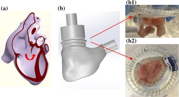 Experimental Study of Right Ventricular Hemodynamics After
