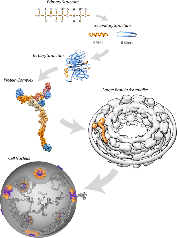 Revealing Higher Order Protein Structure Using Mass Spectrometry