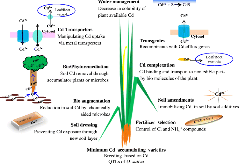 Cadmium minimization in rice. A review SpringerLink