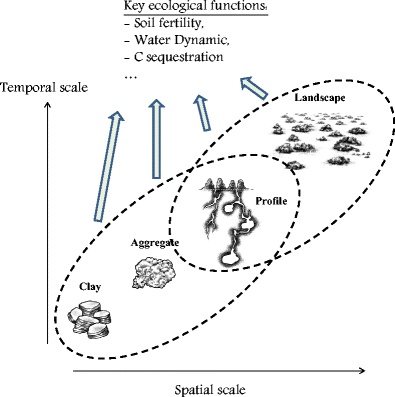 Sustainable Use Of Termite Activity In Agro Ecosystems With - 