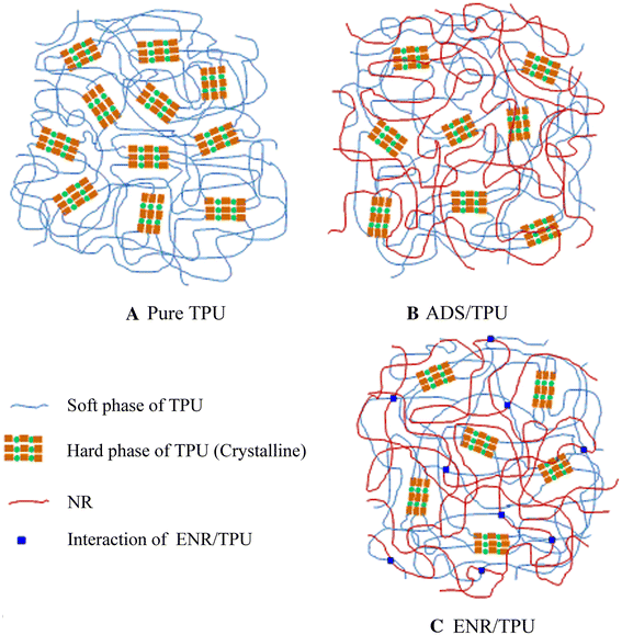 Thermoplastic elastomersbased natural rubber and thermoplastic