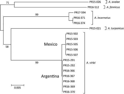 Molecular Morphological And Biological Differentiation Between Anagrus Virlai Sp N An Egg Parasitoid Of The Corn Leafhopper Dalbulus Maidis Hemiptera Cicadellidae In The New World And Anagrus Incarnatus From The Palaearctic Region