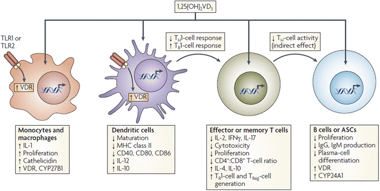 Vitamin D And Multiple Sclerosis A Comprehensive Review