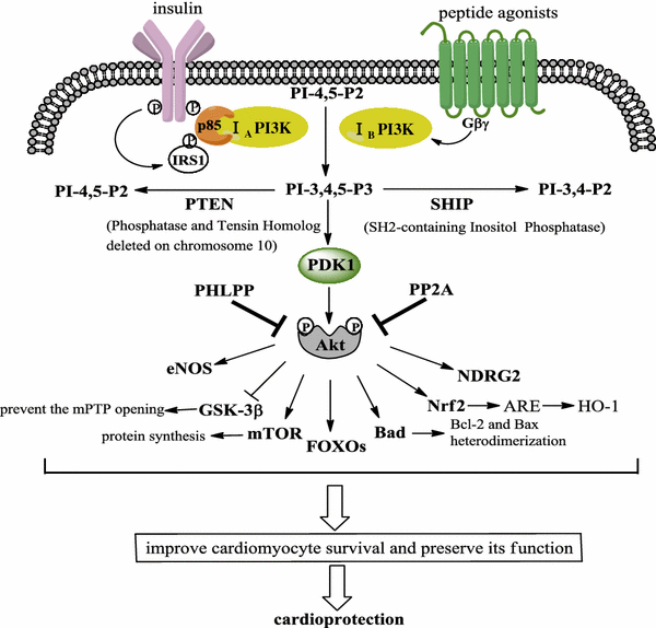 The Cardioprotection of the Insulin-Mediated PI3K/Akt/mTOR Signaling ...