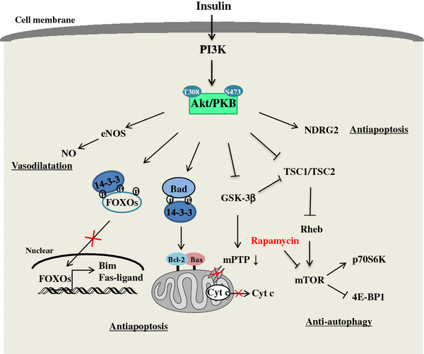The Cardioprotection of the Insulin-Mediated PI3K/Akt/mTOR Signaling ...