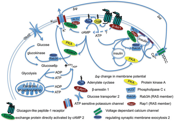 Glucagon-like peptide-1 and glucose-dependent insulinotropic ...