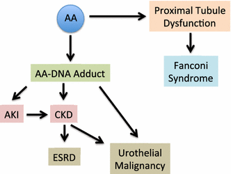 Aristolochic Acid Nephropathy: Epidemiology, Clinical Presentation, And ...