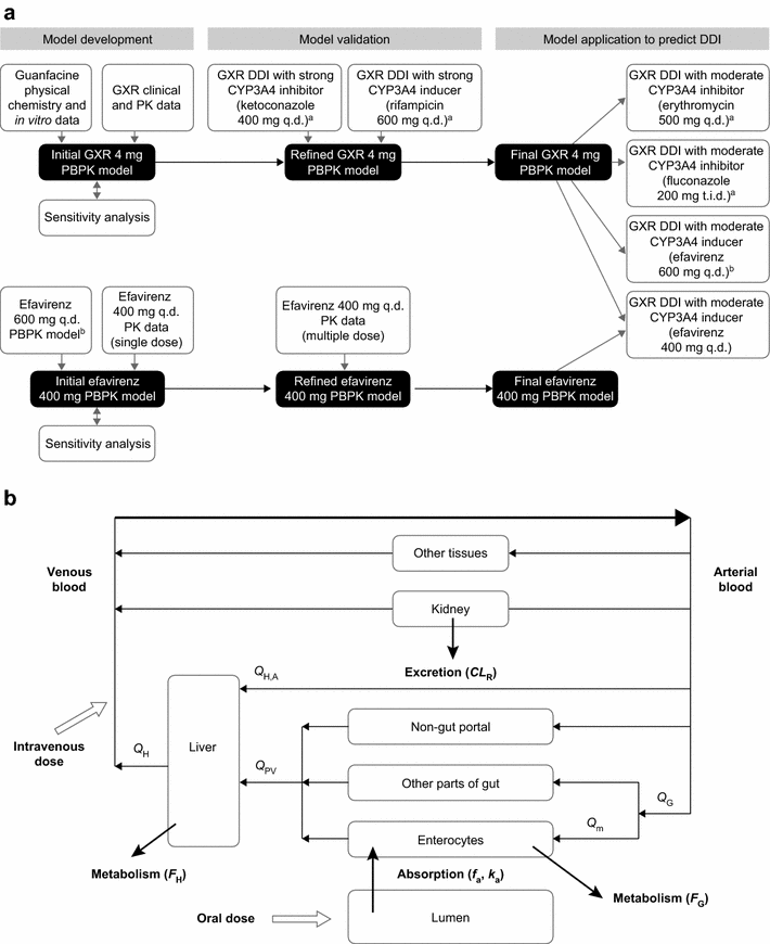 Development of Guanfacine ExtendedRelease Dosing Strategies in