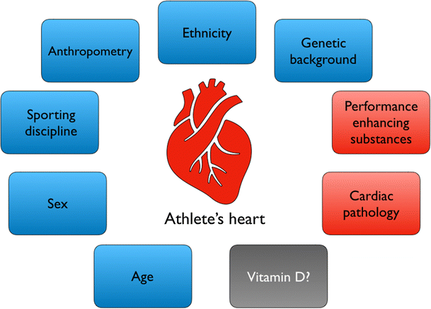 Vitamin D And The Athlete Current Perspectives And New