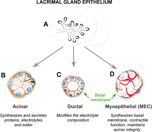 Myoepithelial Cells Their Origin And Function In Lacrimal Gland Morphogenesis Homeostasis And