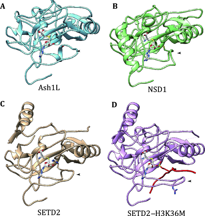 Roles of H3K36-specific histone methyltransferases in transcription ...