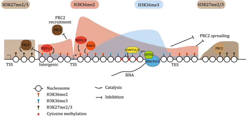 Roles of H3K36-specific histone methyltransferases in transcription ...