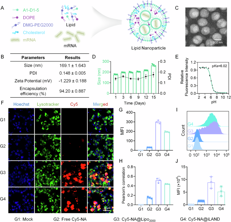 Mechanism of action of Uox mRNA in the treatment of hyperuricemia