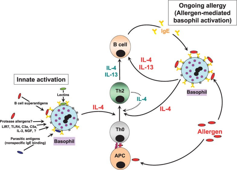 Basophils as Key Regulators of Allergic Inflammation and Th2type