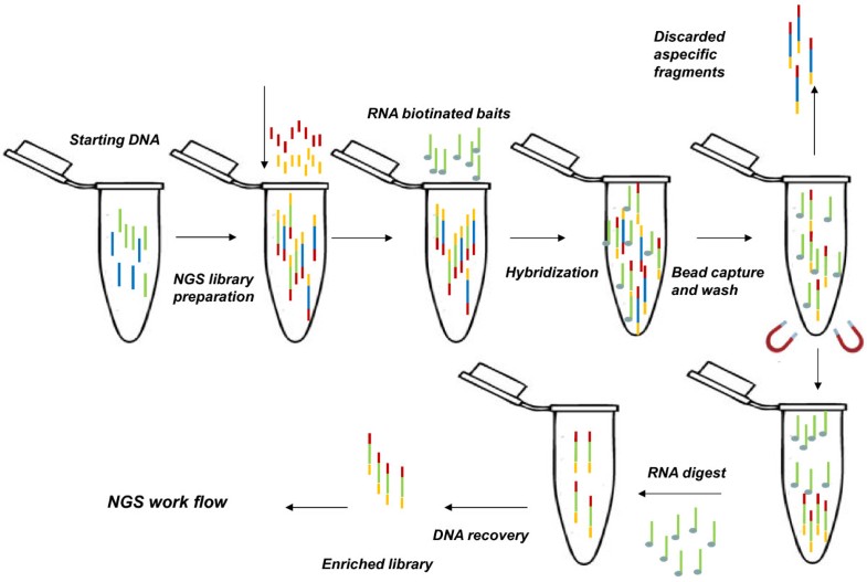 Ancient DNA studies: new perspectives on old samples | Genetics ...