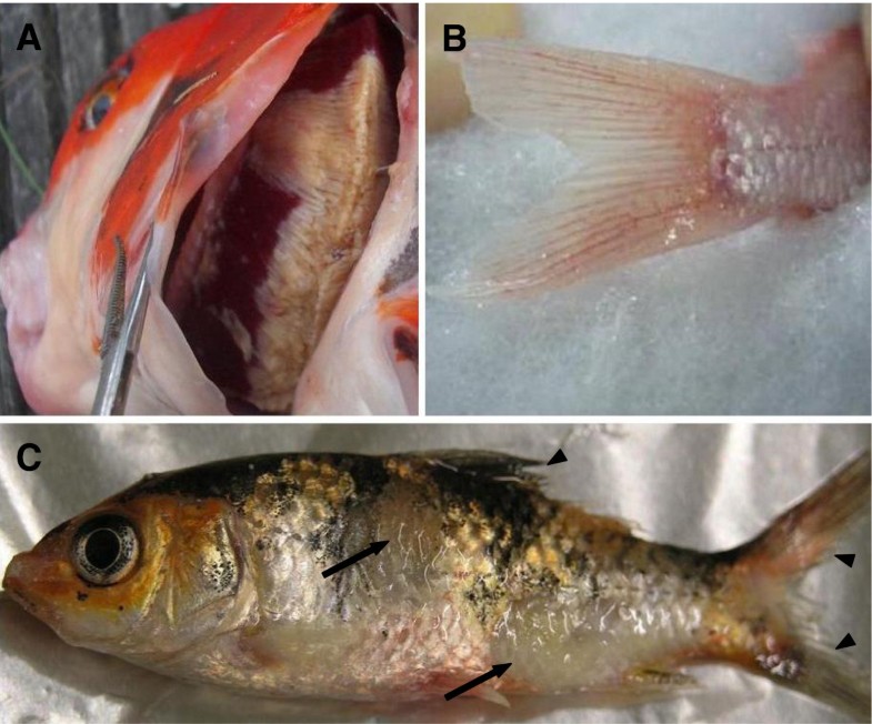 Cyprinid herpesvirus 3: an interesting virus for applied and ...