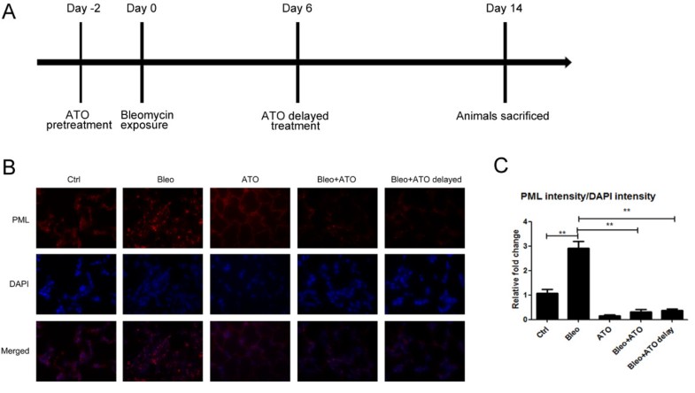 Nic Trioxide Inhibits Transforming Growth Factor β1 Induced Figure 5