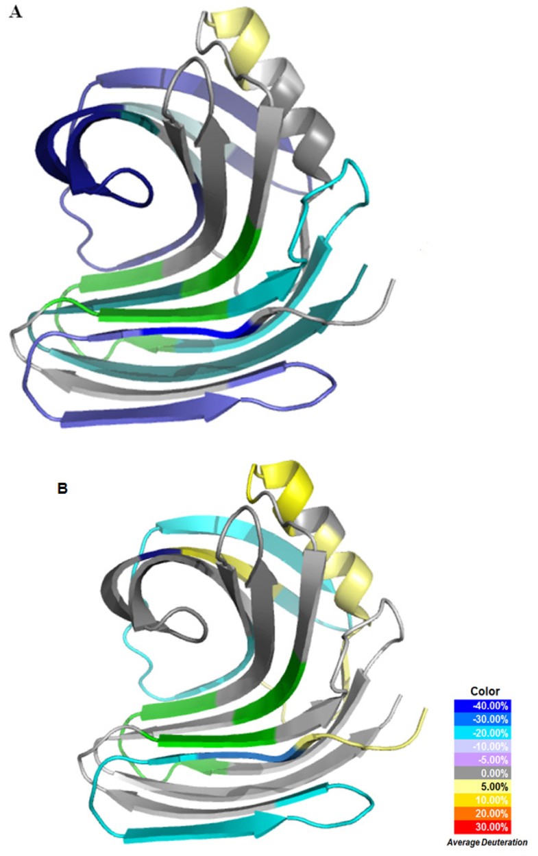 Enzyme structure dynamics of xylanase I from Trichoderma