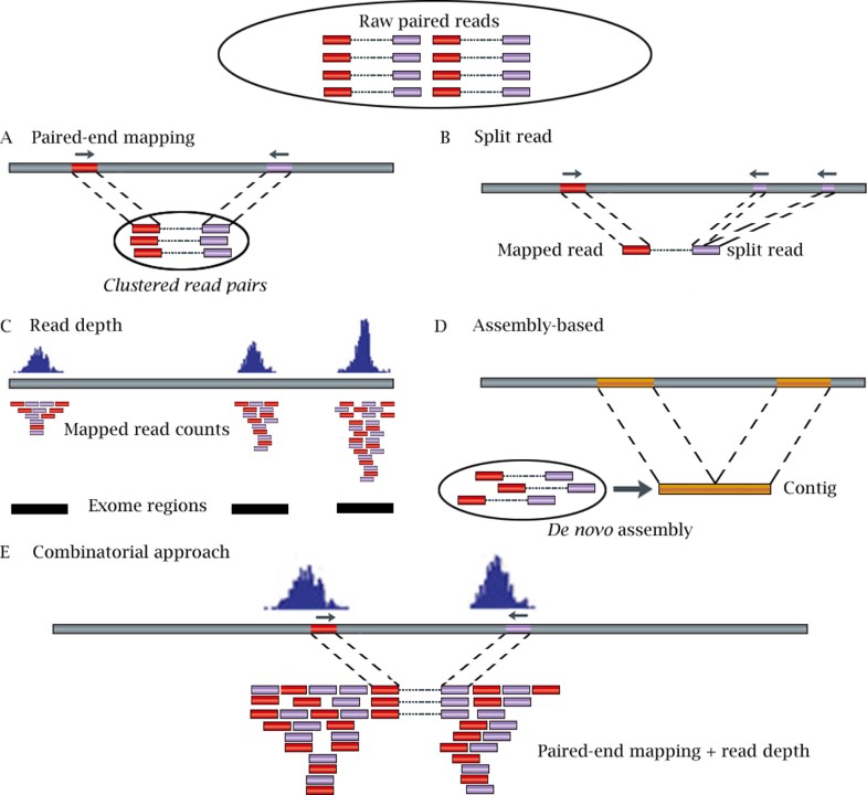 CNVdetection