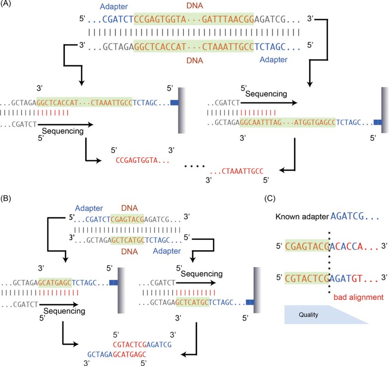 PEAT an intelligent and efficient pairedend sequencing adapter trimming algorithm BMC