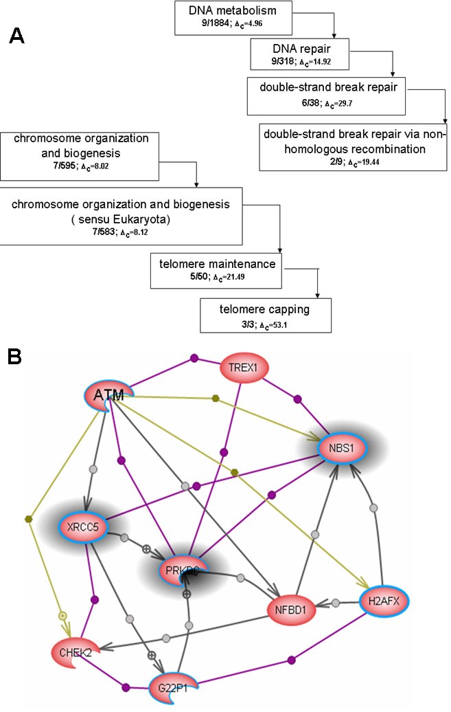 automatic extraction of gene ontology