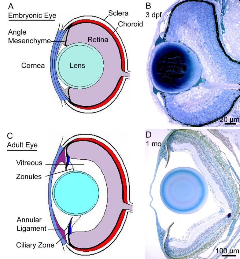 Morphogenesis of the anterior segment in the zebrafish eye BMC