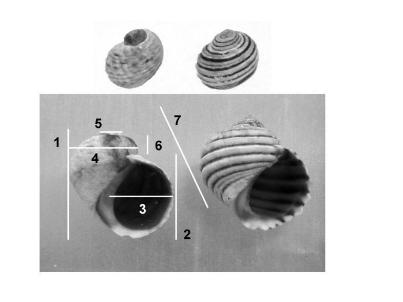 A simple procedure for the comparison of covariance 