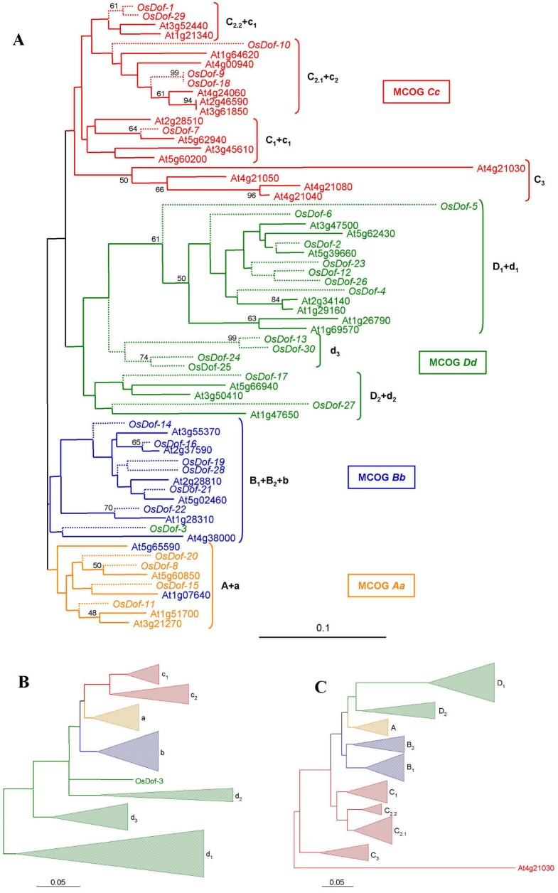 what are the main purposes of the evolutionary tree shown in the video