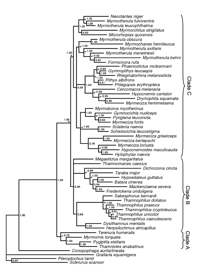 define phylogenetic relationship