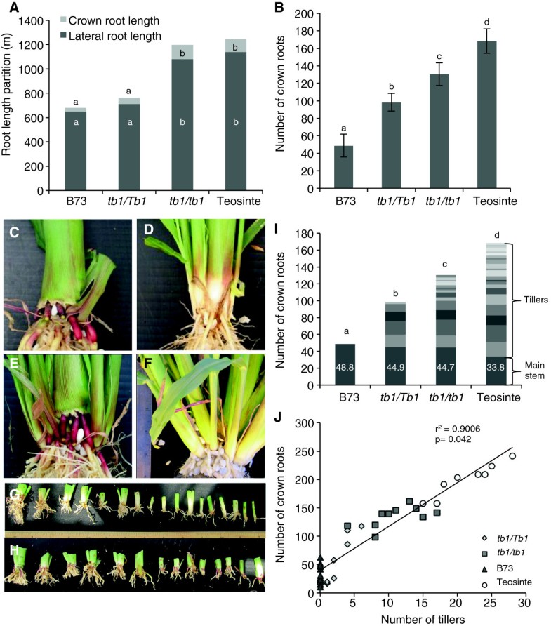 The Effect Of Altered Dosage Of A Mutant Allele Of Teosinte Branched 1 ...