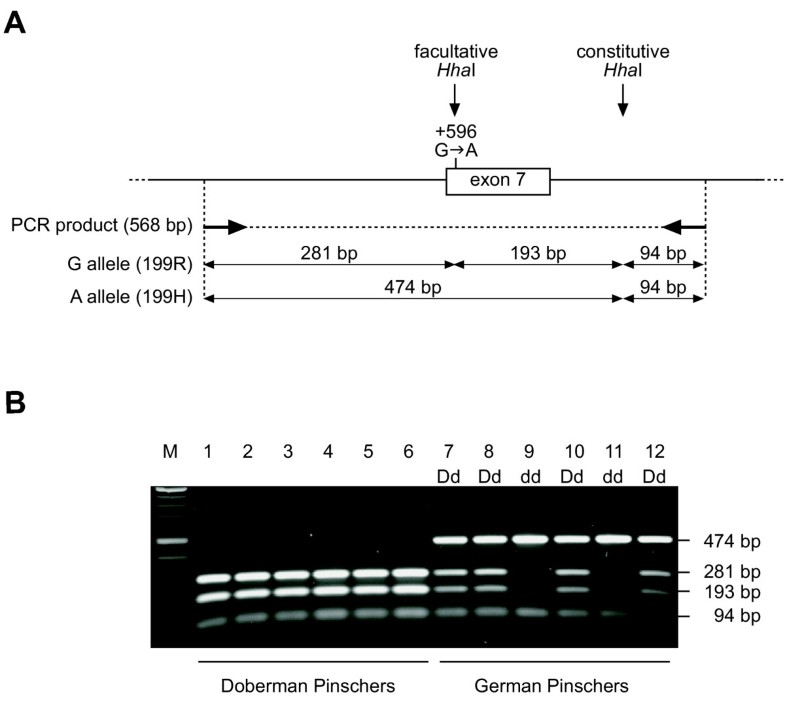 Polymorphisms within the canine MLPH gene are associated with dilute