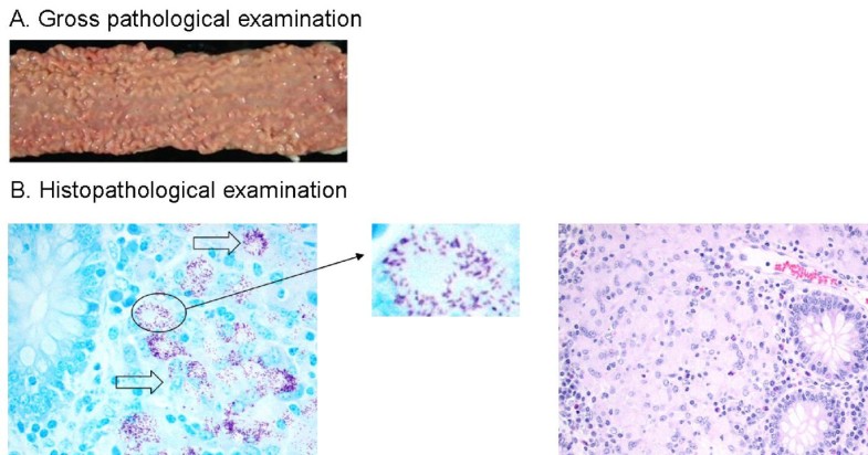 protein scaffold mycobacterium avium paratuberculosis protein scaffold mycobacterium avium paratuberculosis