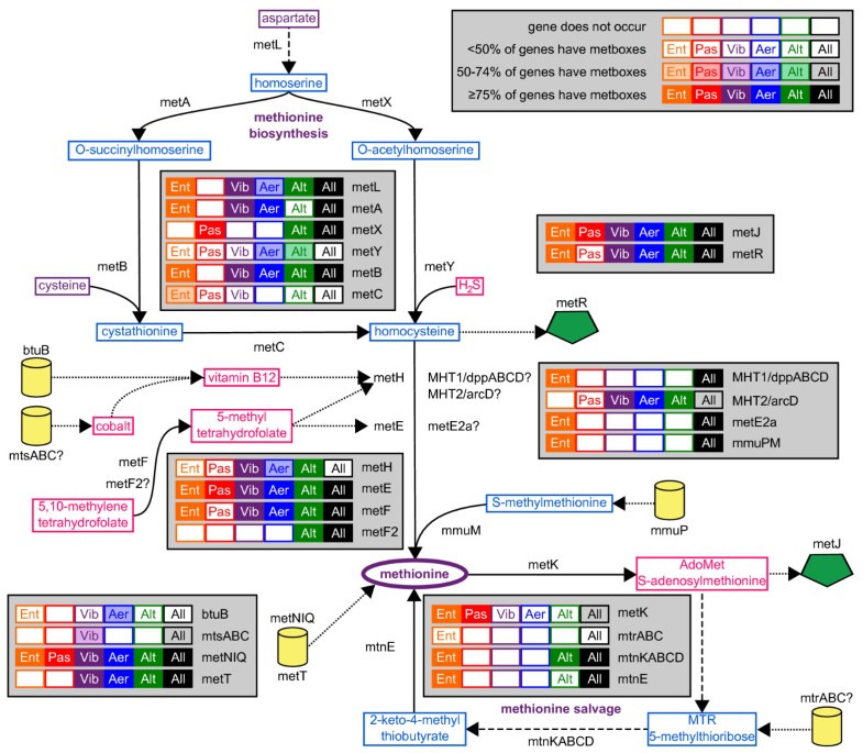 The MetJ regulon in gammaproteobacteria determined by comparative ...