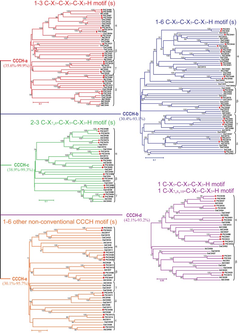 Comprehensive analysis of CCCH zinc finger family in poplar (Populus