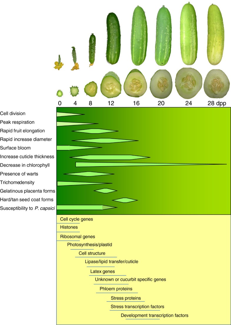 Transcriptome analyses of early cucumber fruit growth identifies