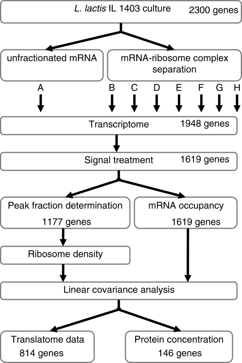 Bacterial translational regulations high diversity between all mRNAs