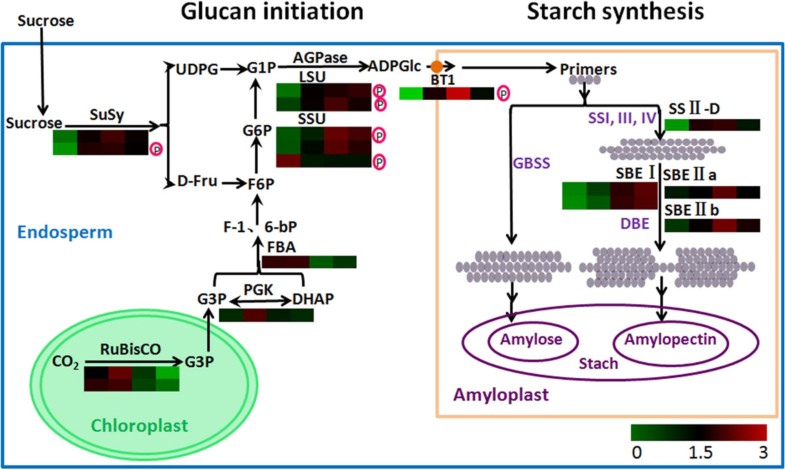 the enzymic synthesis of starch essay Enzymic mechanism of starch synthesis in ripening rice grains: iiimechanism of the sucrose-starch conversion☆. the enzymic synthesis of starch essay Enzymic mechanism of starch synthesis in ripening rice grains: iiimechanism of the sucrose-starch conversion☆.