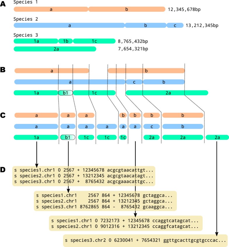 MafFilter a highly flexible and extensible multiple genome alignment files processor BMC