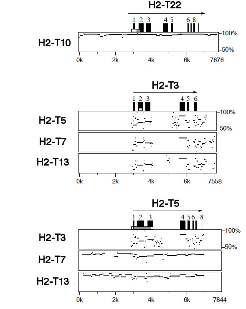 Major complex (Mhc) class Ib gene duplications