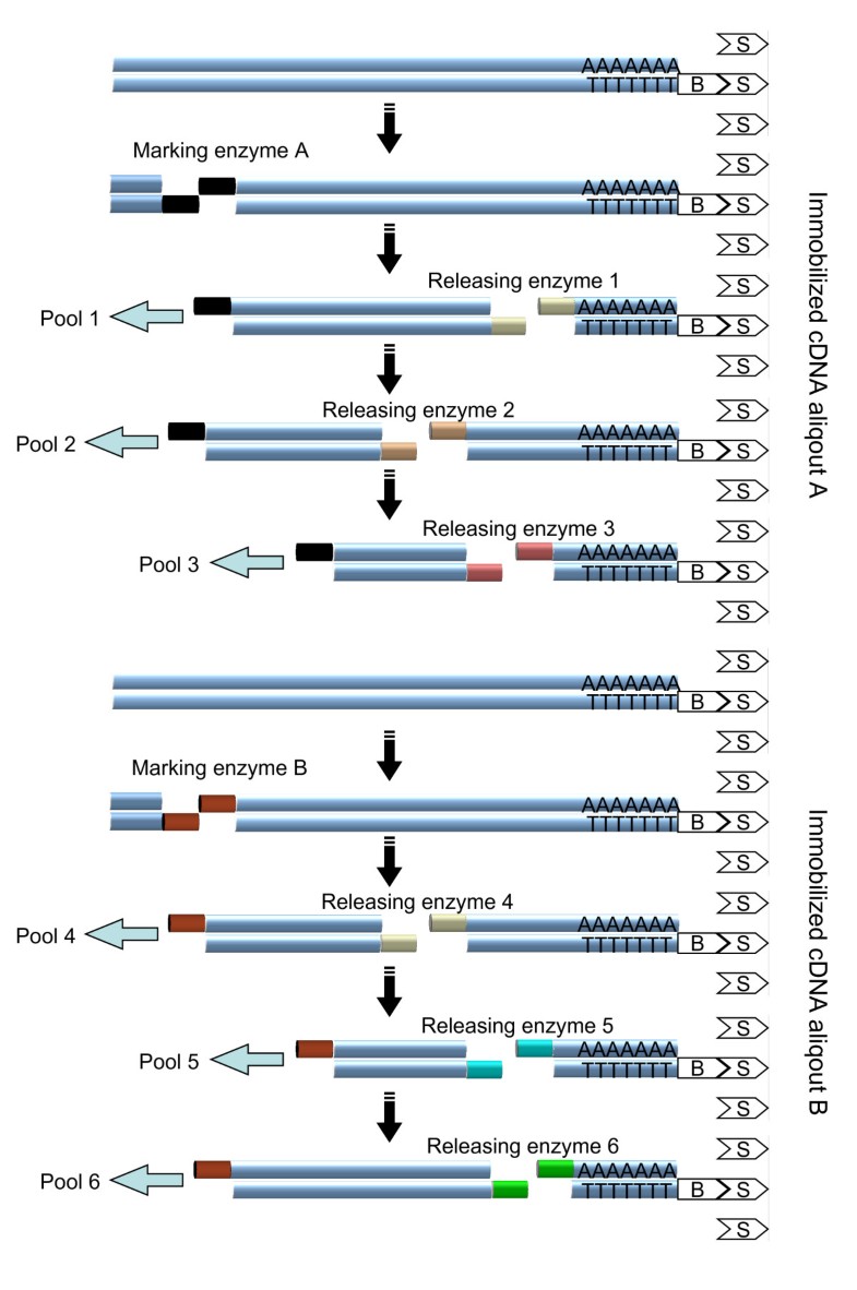 Improved coverage of cDNAAFLP by sequential digestion of immobilized