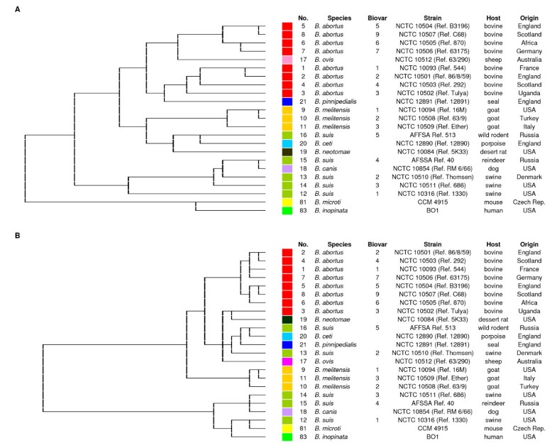 Differential phenotyping of Brucella species using a newly developed